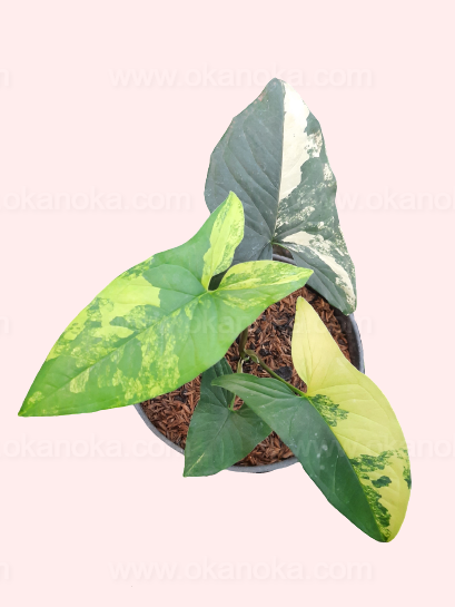 Syngonium Aurea