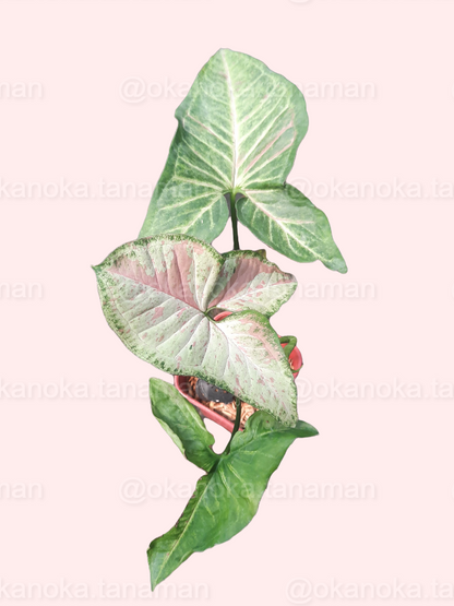 Syngonium Confetti