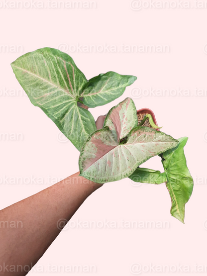 Syngonium Confetti