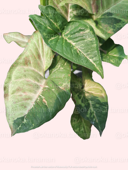 Syngonium Confetti Tricolor