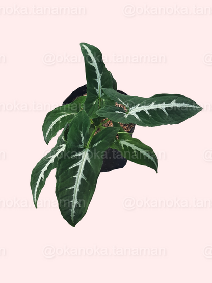 Syngonium Wendlandii