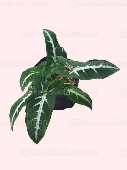 Syngonium Wendlandii