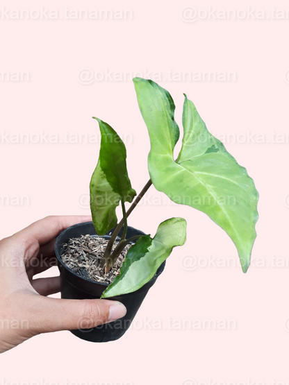 Syngonium Green Beauty a.k.a. Pandan Twister