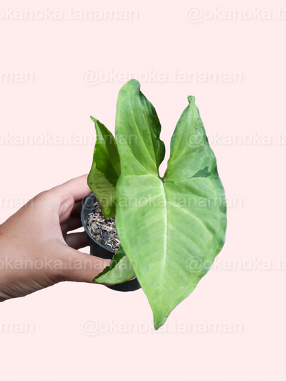 Syngonium Green Beauty a.k.a. Pandan Twister