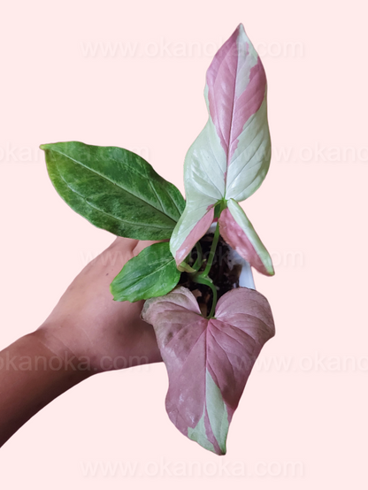 Syngonium Strawberry Milk