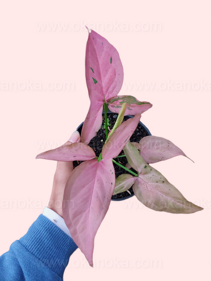 Syngonium Pink Emerald