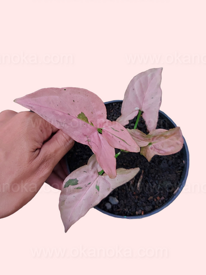 Syngonium Pink Emerald