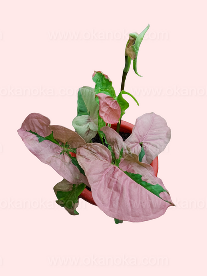 Syngonium Pink Beauty Syngonium Pink Lava