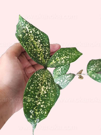 dracaena gold dust Dracaena Gold Dust – Okanoka