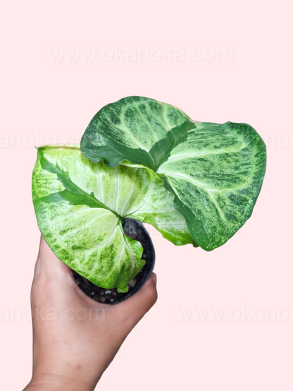 Syngonium Green Beauty a.k.a. Pandan Twister