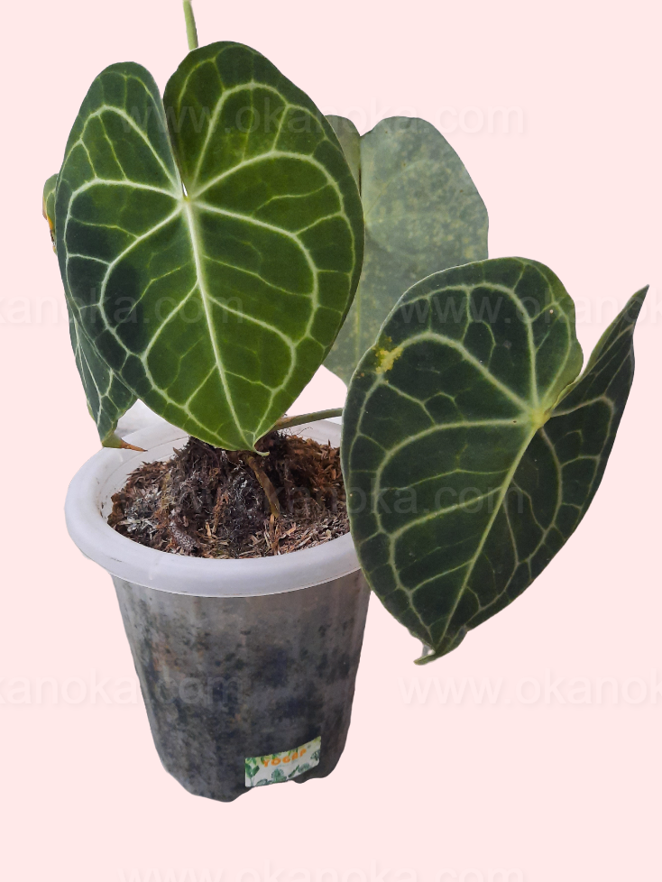 anthurium clarinervium india Anthurium Clarinervium Pagoda