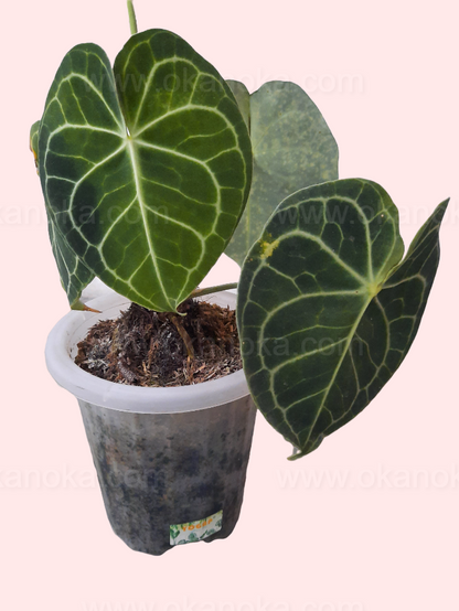 Anthurium Clarinervium Pagoda