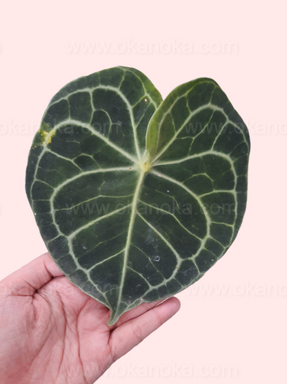 anthurium clarinervium mature Anthurium Clarinervium Pagoda – Okanoka