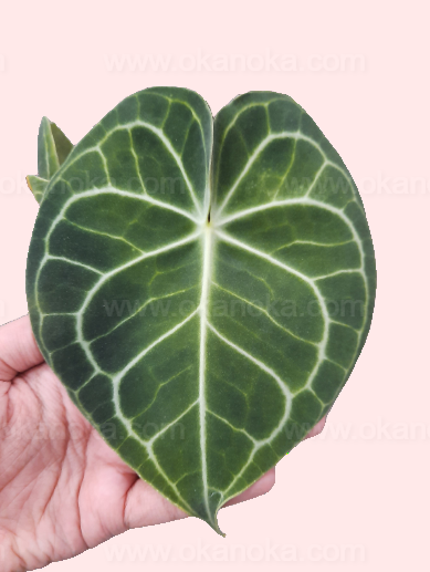 anthurium clarinervium vs anthurium crystallinum Anthurium Clarinervium Pagoda