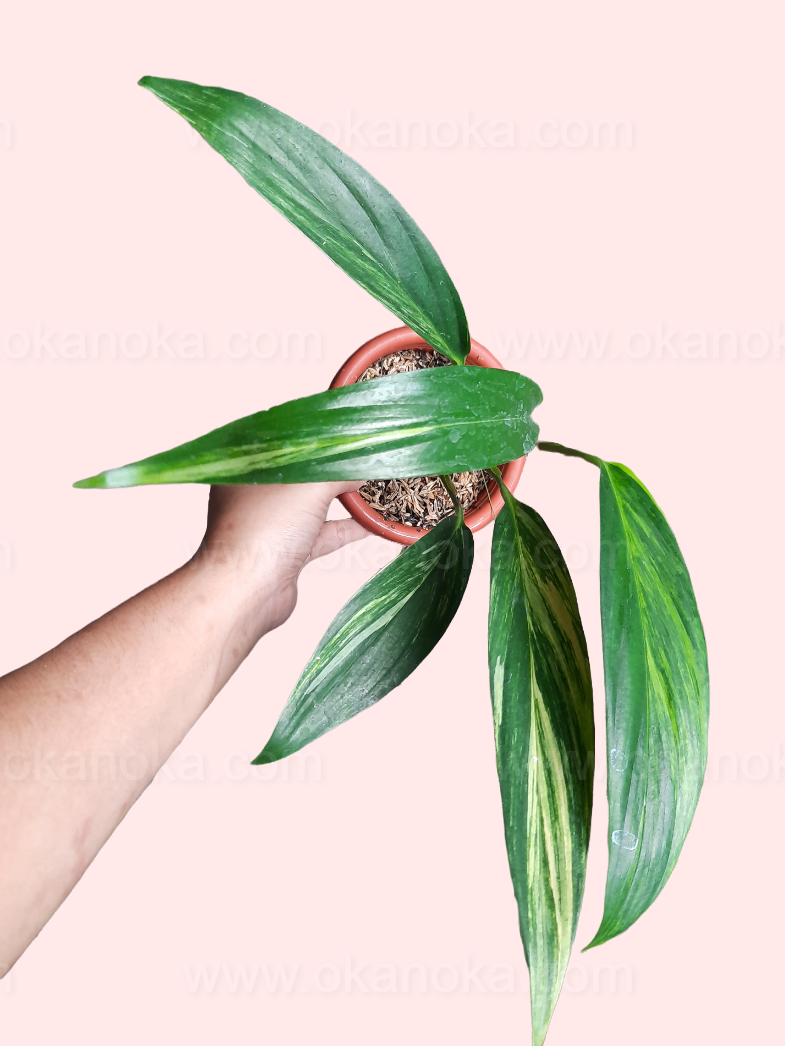 philodendron amplissimum variegated Epipremnum Amplissimum Variegated – Okanoka