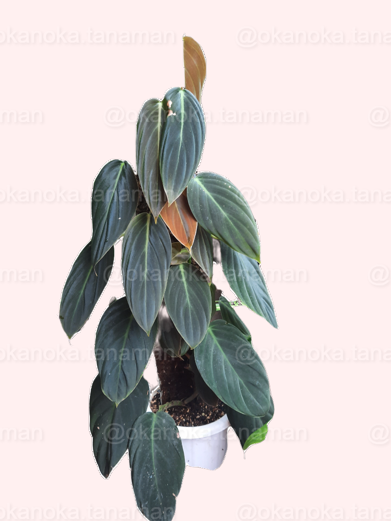 philodendron gigas buy Philodendron Gigas
