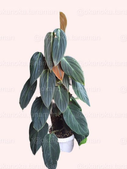 Philodendron Gigas