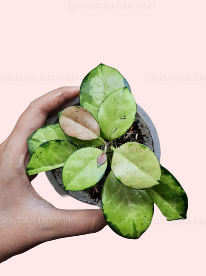 Hoya Australis Lisa