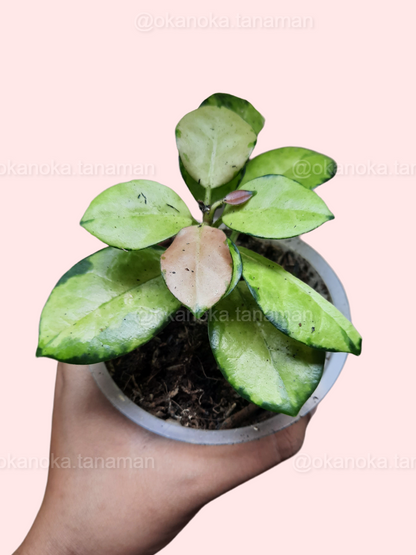 Hoya Australis Lisa