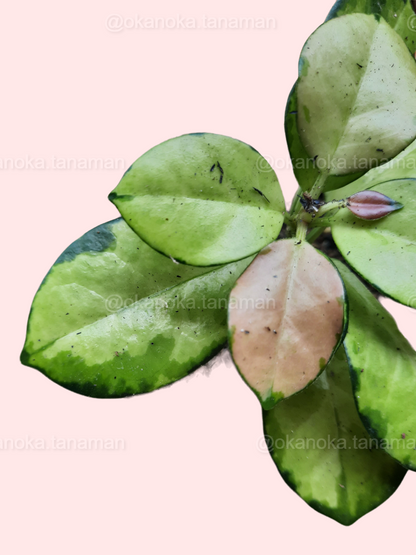 Hoya Australis Lisa