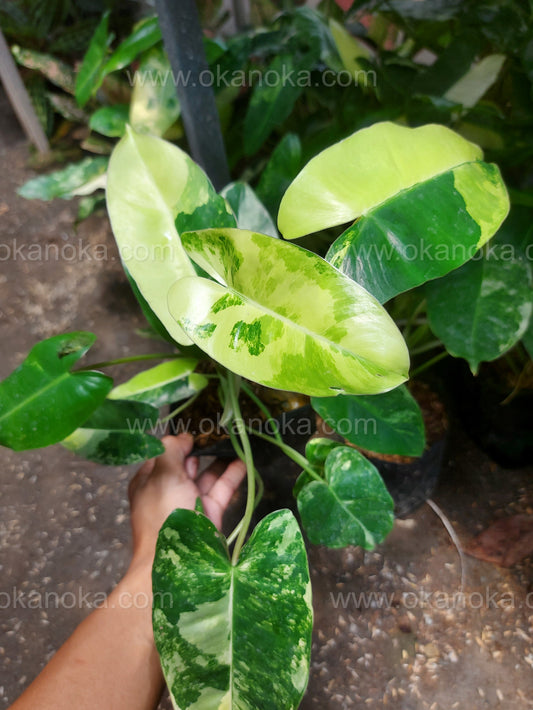 US Store - Philodendron Burle Marx Variegated
