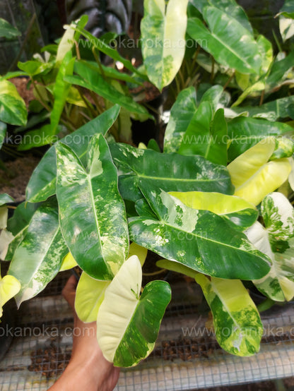 US Store - Philodendron Burle Marx Variegated