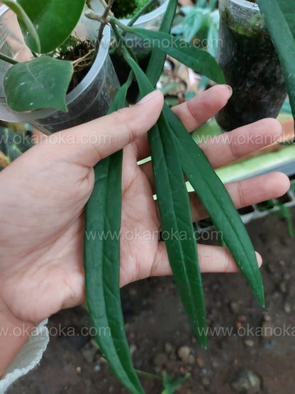 Hoya Sulawesiana Green