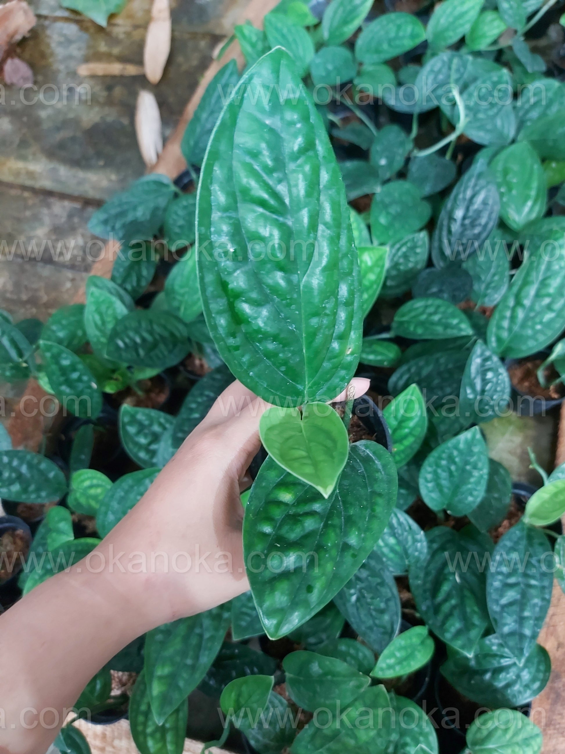 monstera store US Store