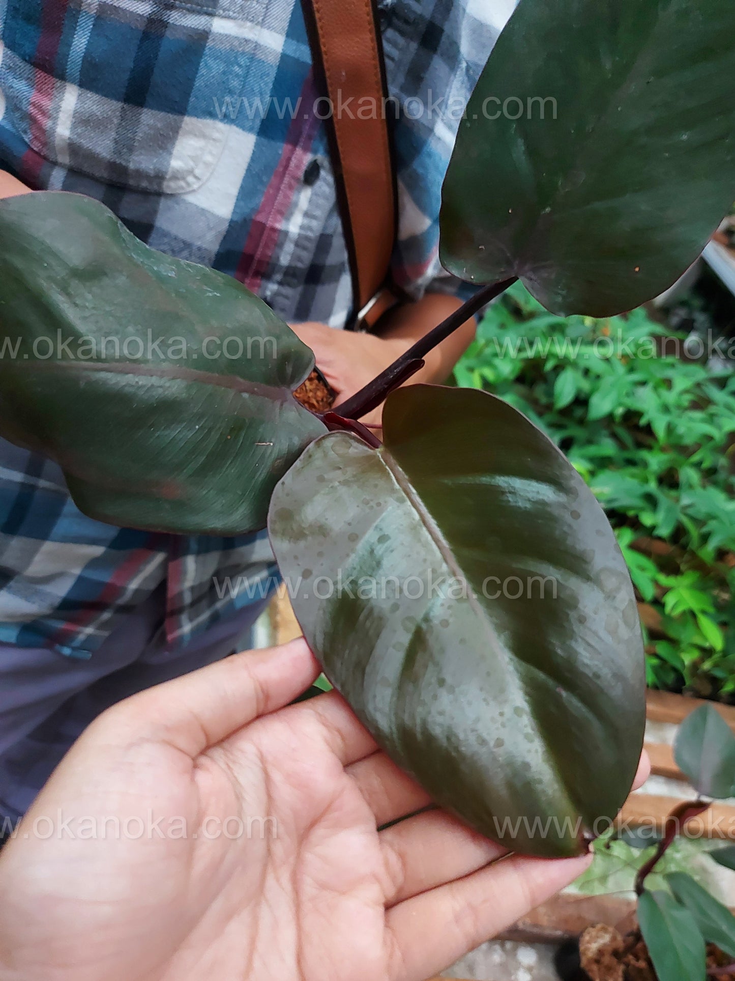 dark lord philodendron price US Store