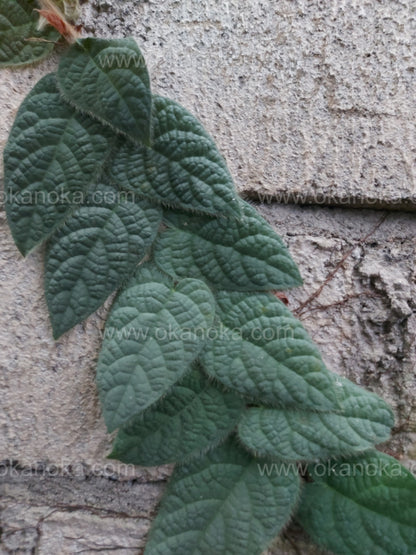 Ficus Villosa