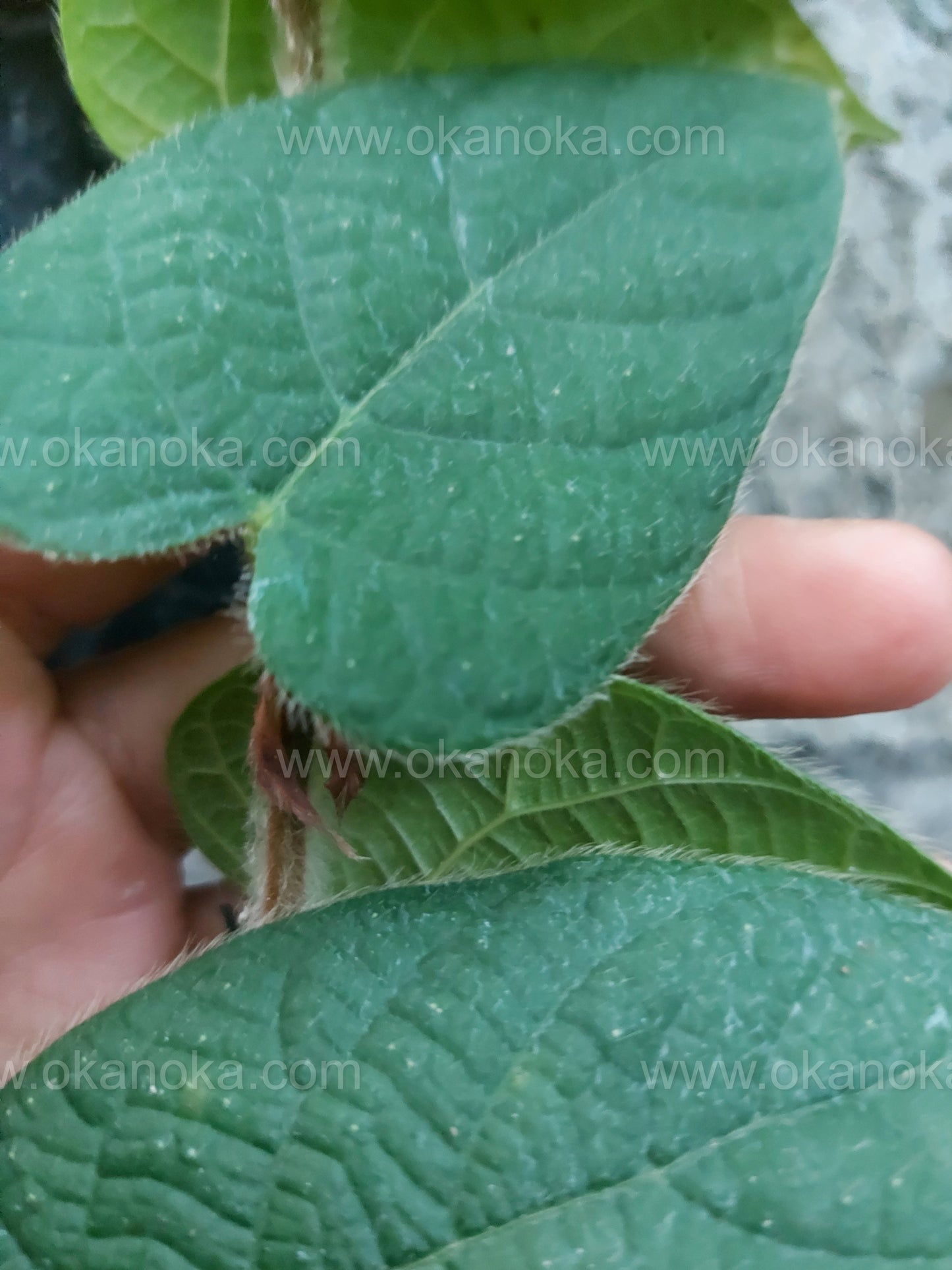 Ficus Villosa rare hairy climbing plant