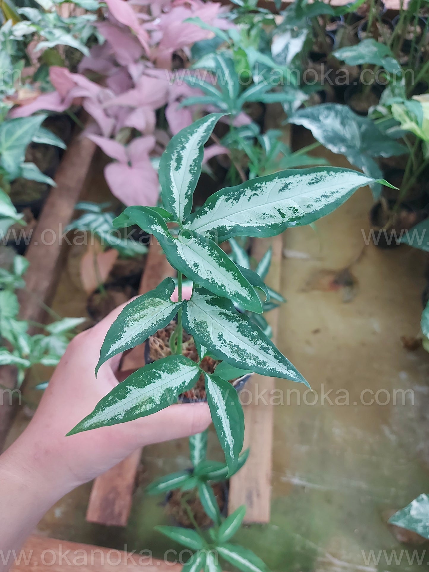 Syngonium Little Star