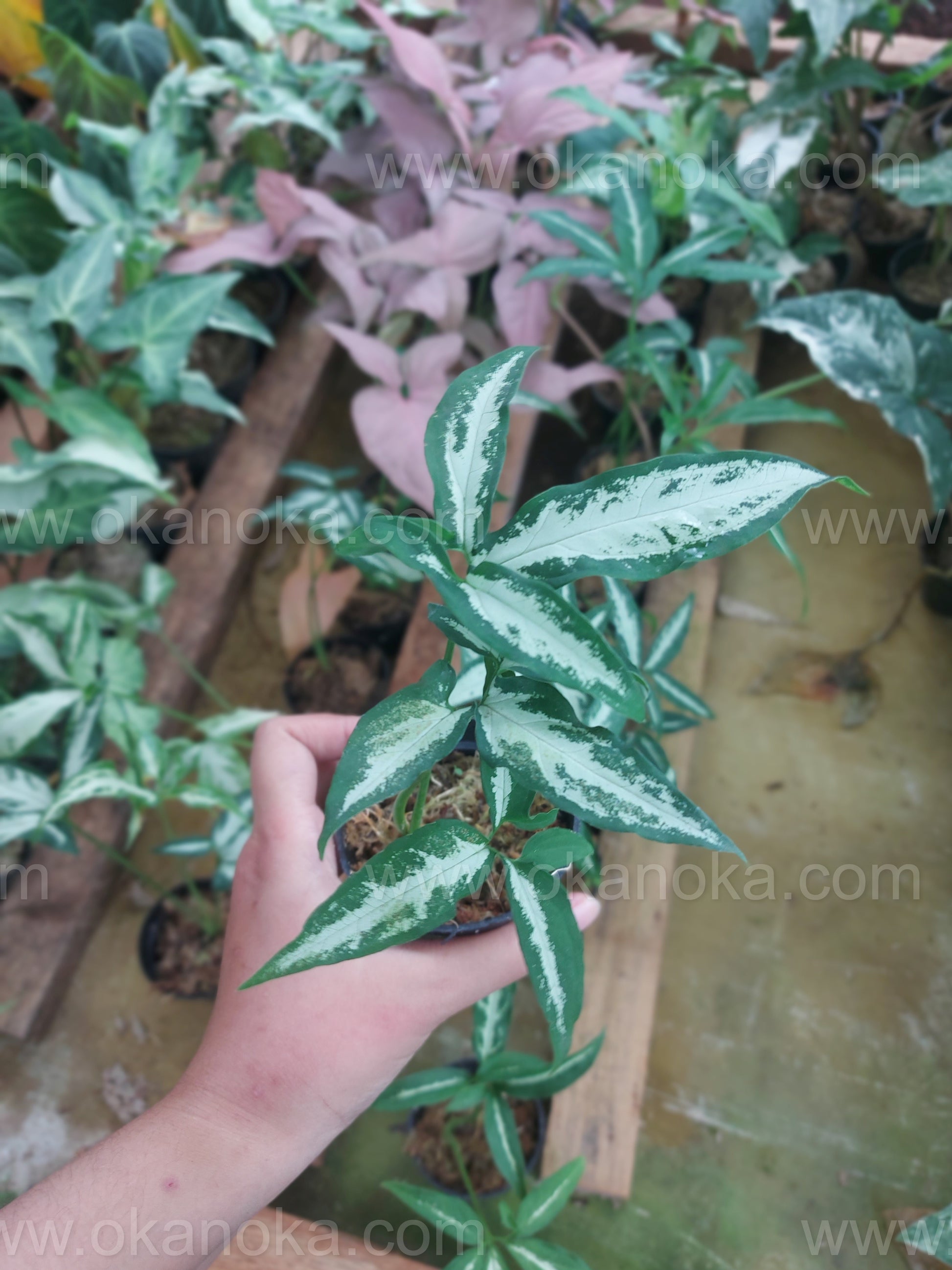 Syngonium Little Star