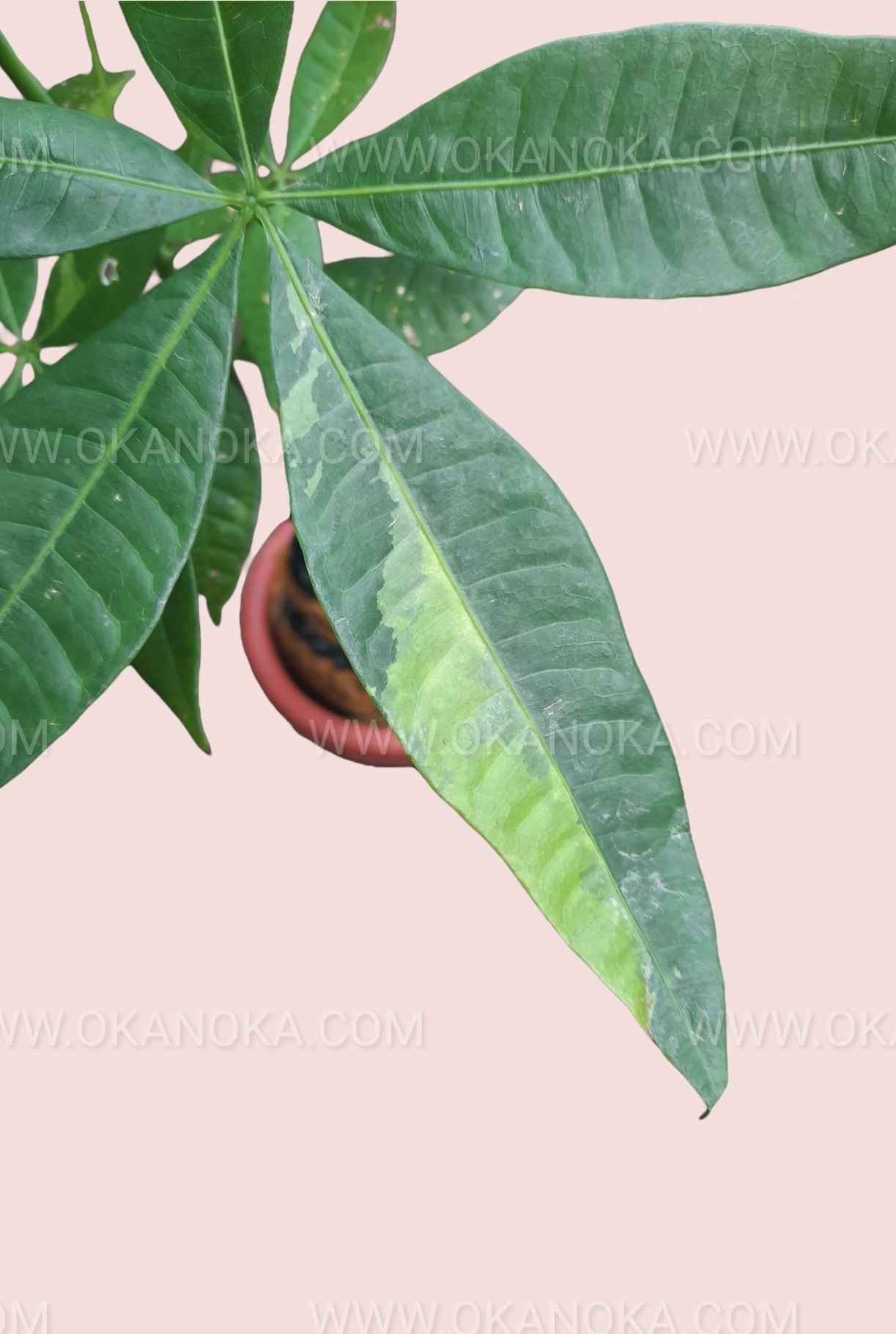 yellow spots money tree Money Tree Pachira Aquatica Yellow Variegated – Okanoka