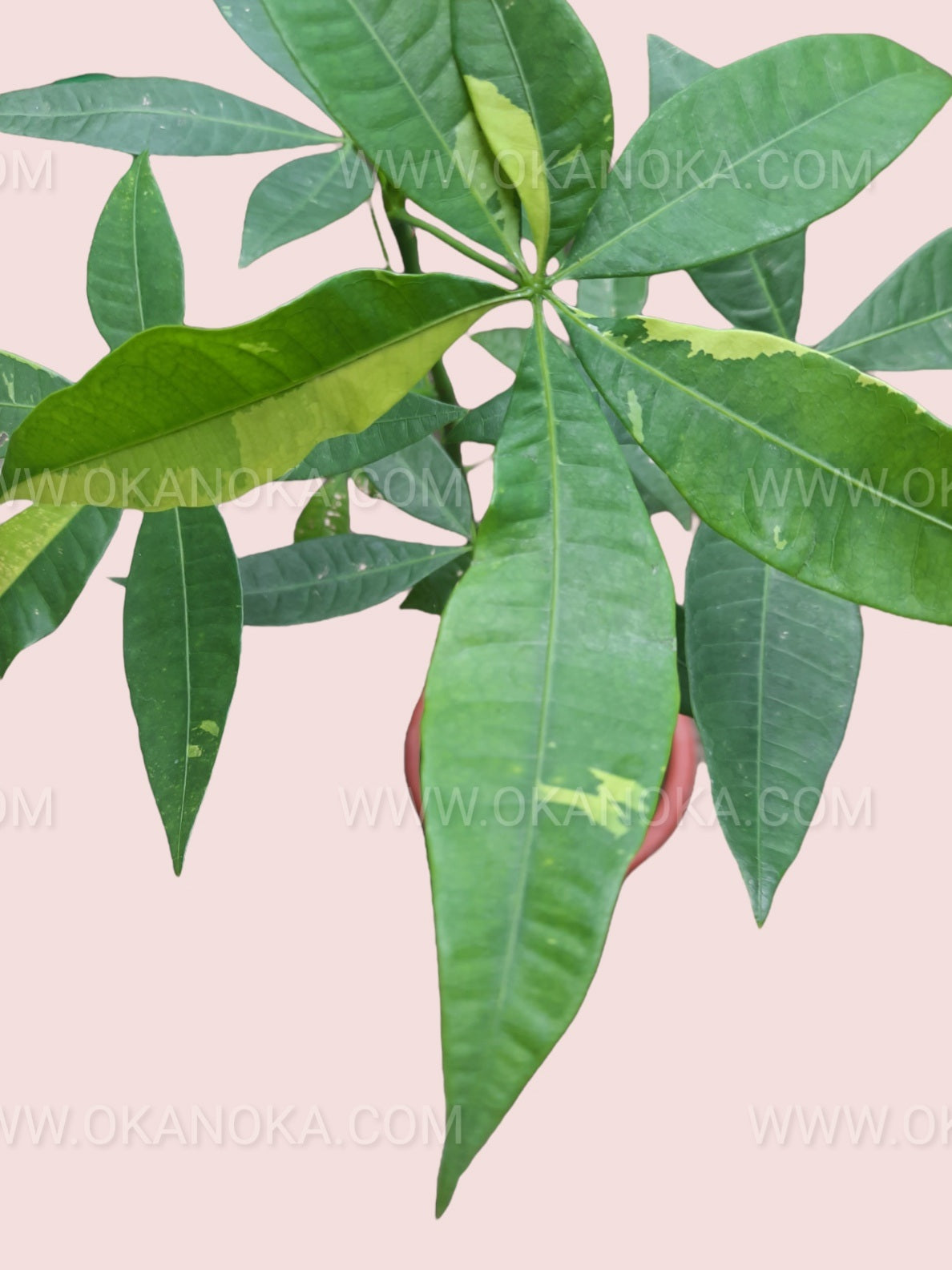 varigated money tree Money Tree Pachira Aquatica Yellow Variegated – Okanoka