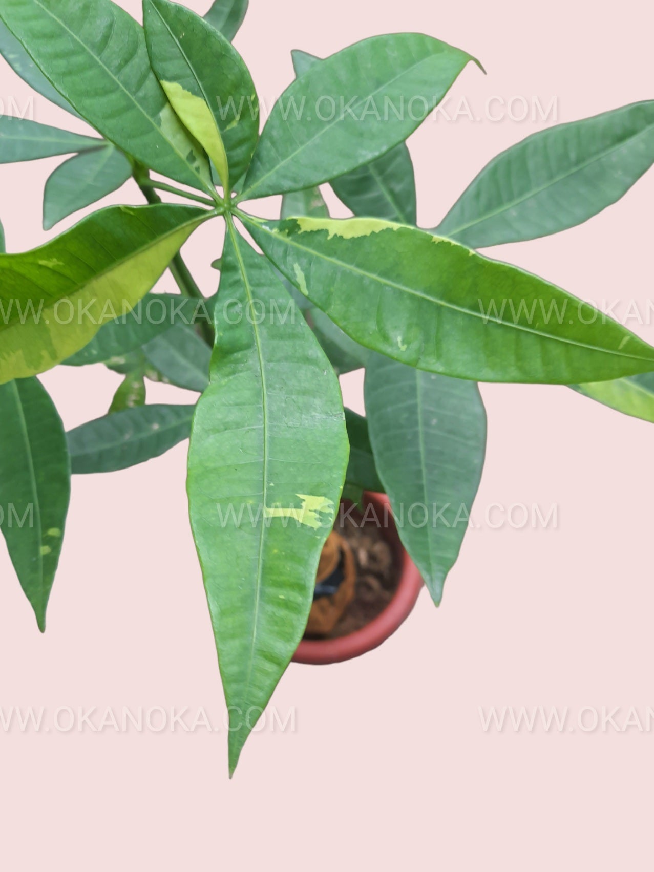 yellow leaf money tree Money Tree Pachira Aquatica Yellow Variegated – Okanoka
