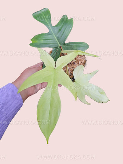 philodendron florida ghost moss pole Philodendron Florida Ghost – Okanoka