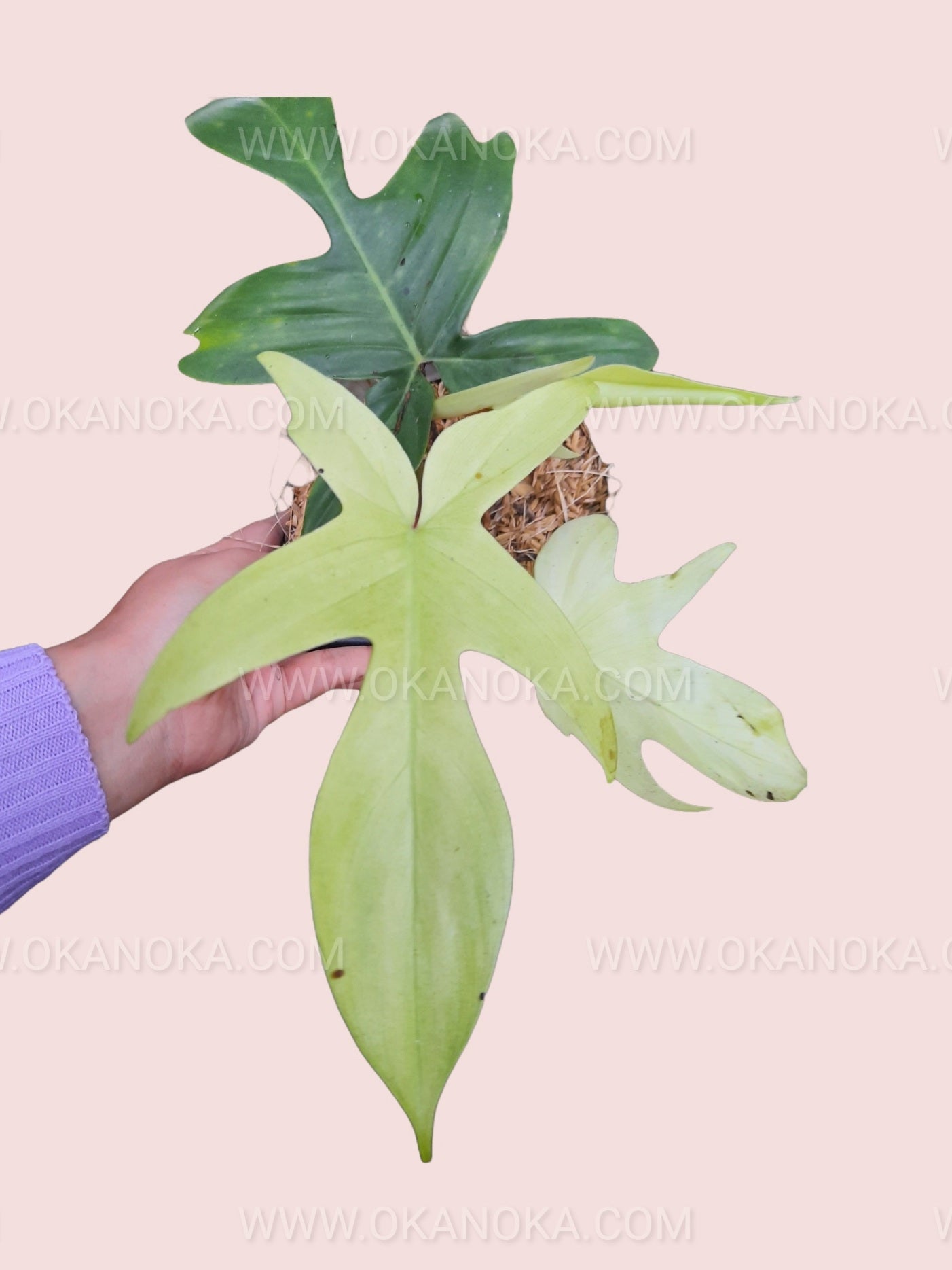 philodendron florida vs florida ghost Philodendron Florida Ghost – Okanoka