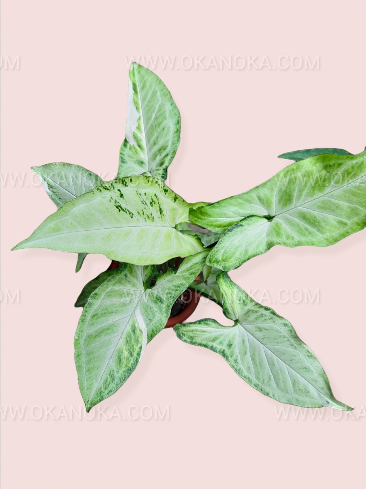 Syngonium Frizzly Variegated