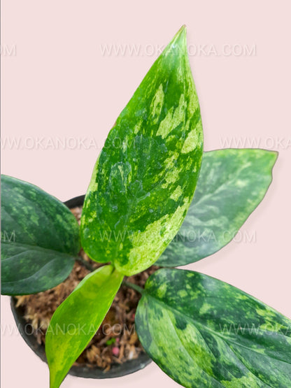 aglaonema simplex blume Aglaonema Simplex Variegated