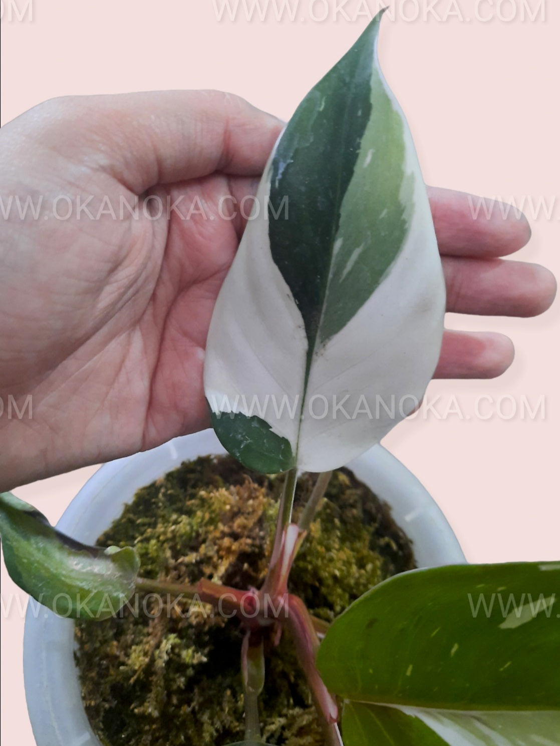 philodendron white knight seeds Philodendron 'White Knight'