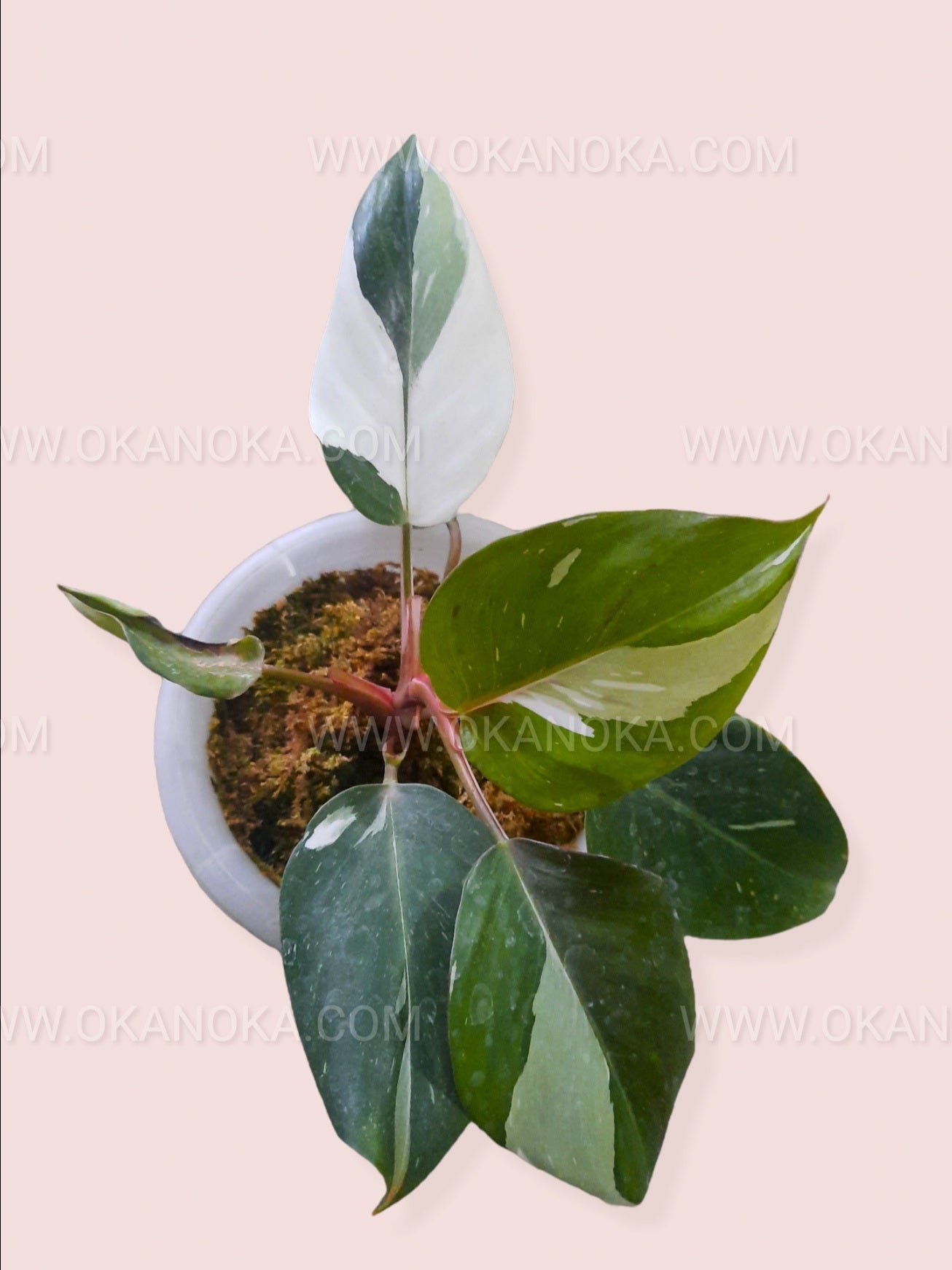 kens philodendrons white knight Philodendron 'White Knight'