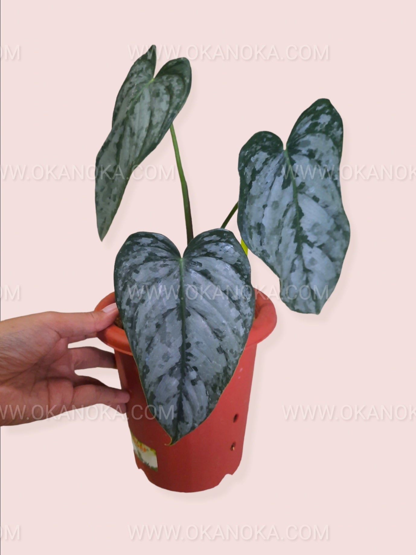 philodendron dragon scale Philodendron Brandtianum – Okanoka