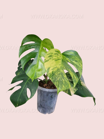 monstera marmorata vs aurea Monstera Deliciosa Aurea Yellow Variegated Fenestrated