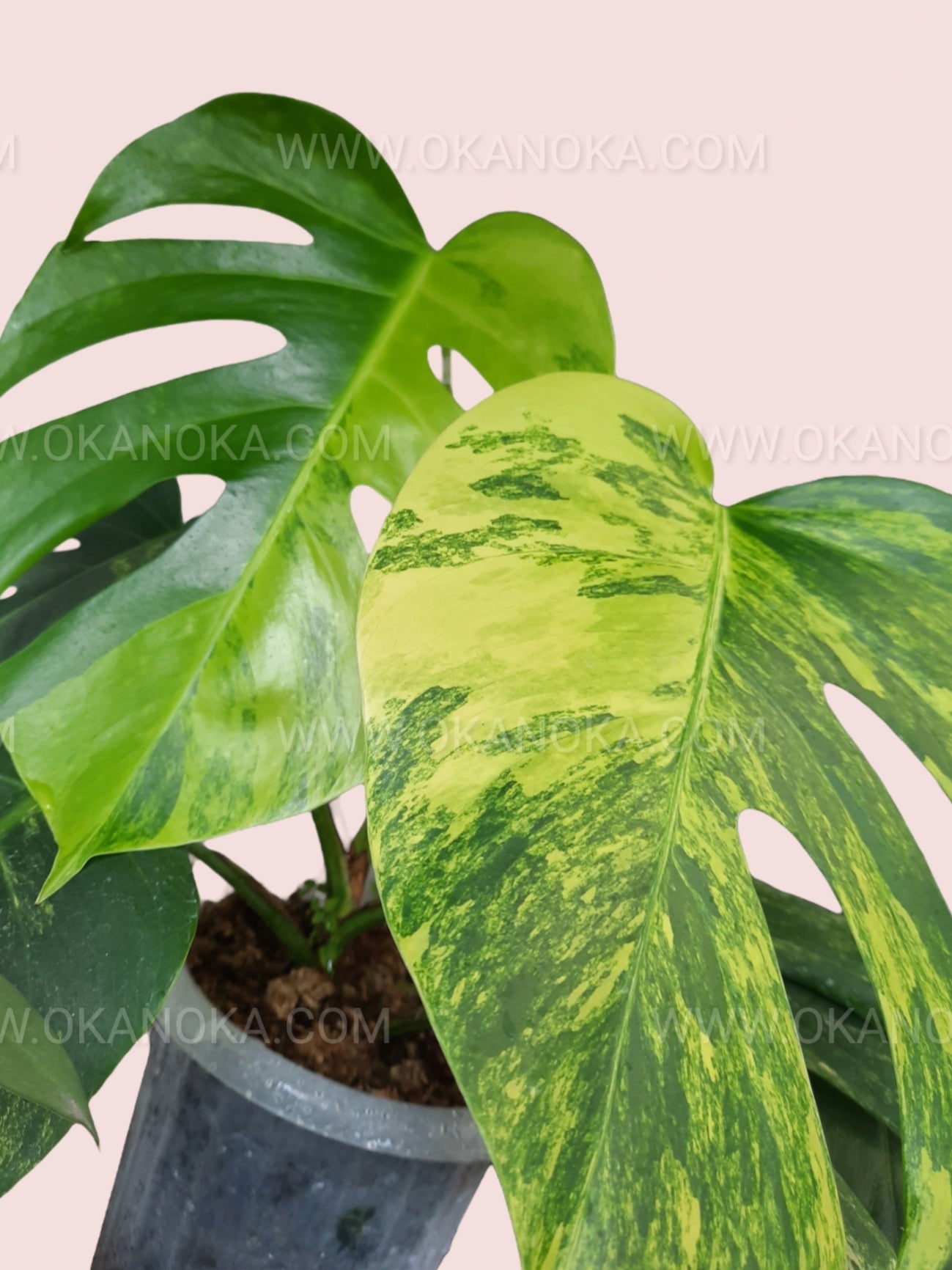 monstera deliciosa hoja amarilla Monstera Deliciosa Aurea Amarilla Variegada Fenestrada – Okanoka