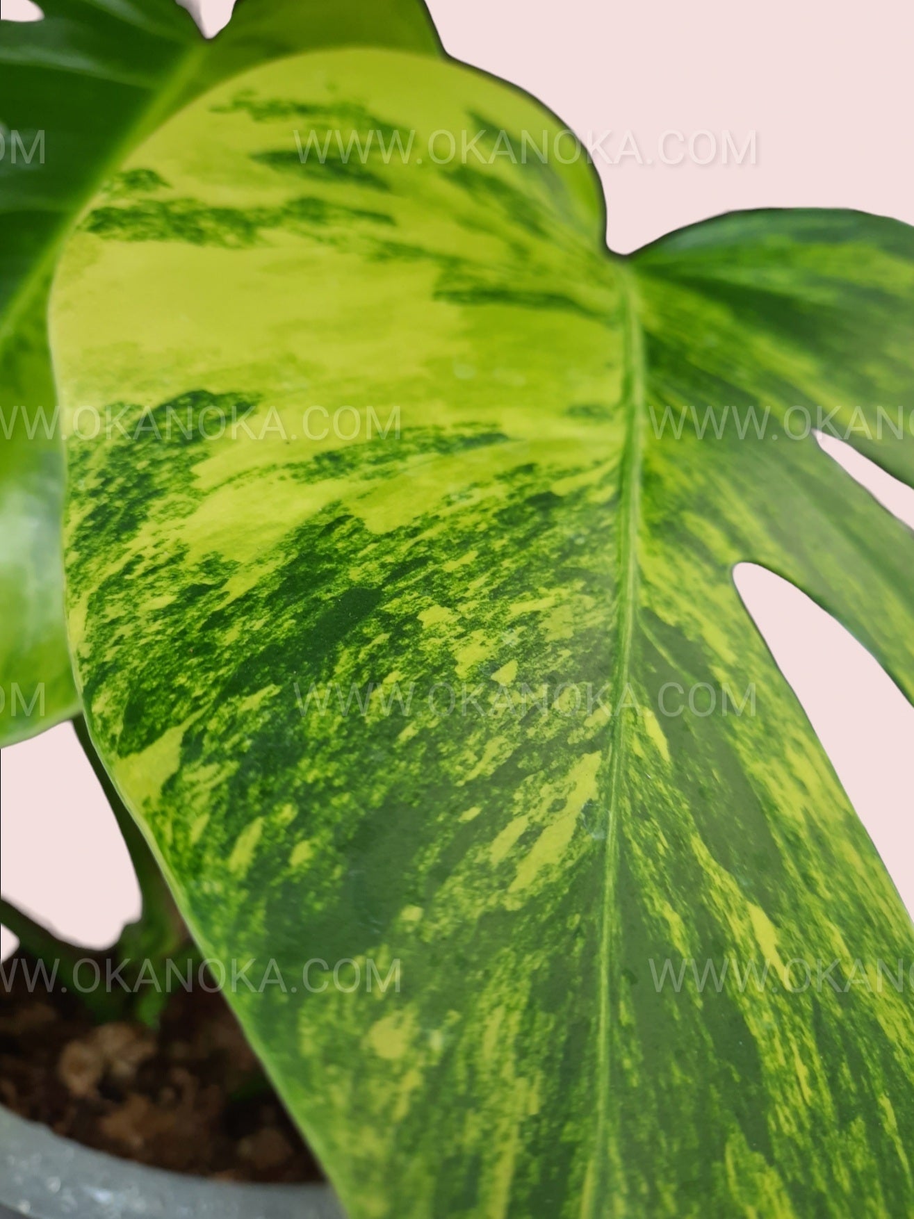 monstera marmorata vs deliciosa Monstera Deliciosa Aurea Yellow Variegated Fenestrated