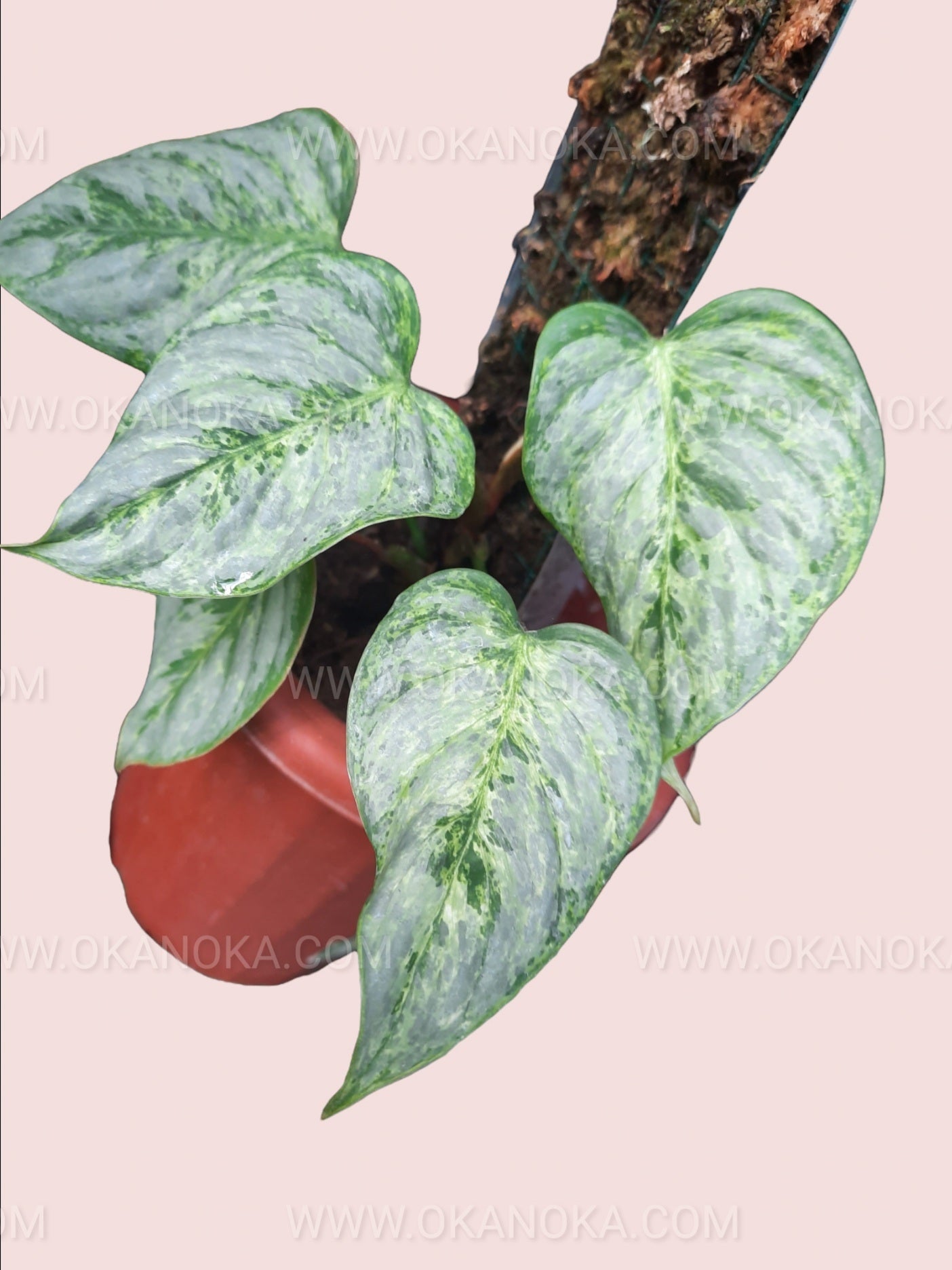 Philodendron Sodiroi Variegated