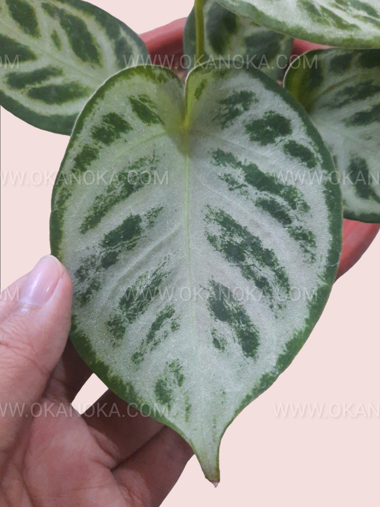 anthurium dorayaki hybrid Silver Blush Anthurium