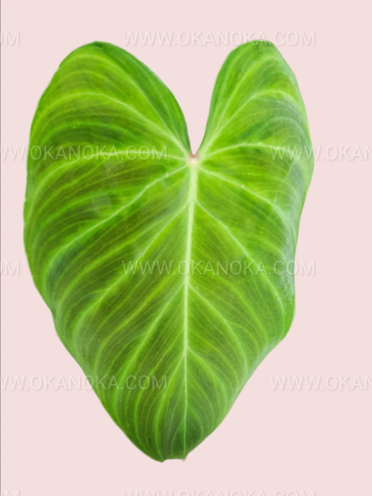 philodendron splendid climber Philodendron Splendid – Okanoka