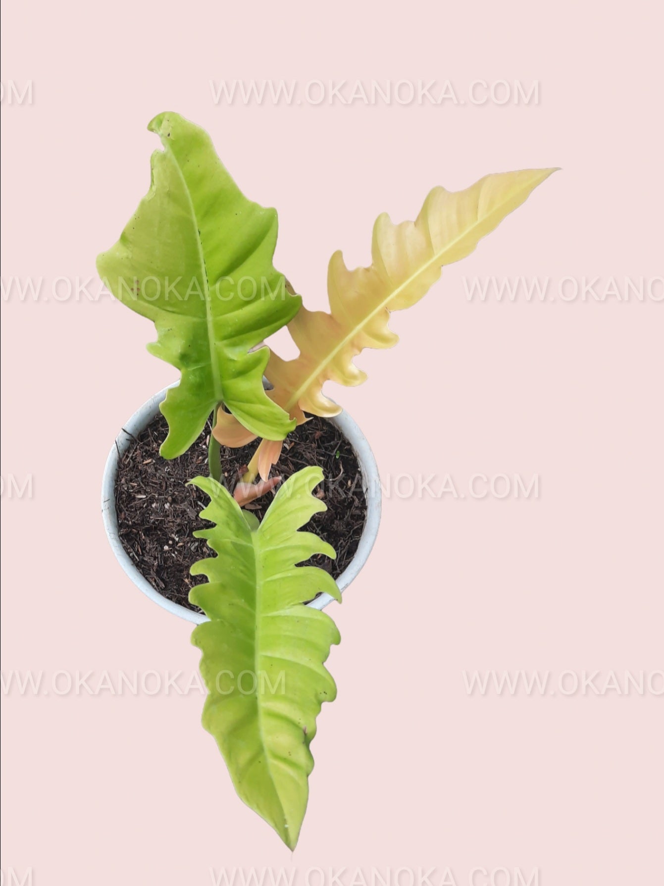 golden serratum philodendron Philodendron Golden Saw